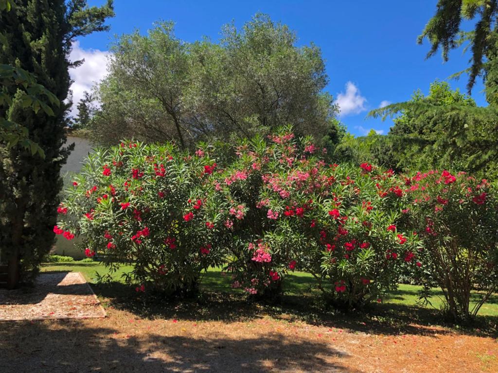 Le Nid Des Corbieres Bed & Breakfast Bizanet Eksteriør bilde