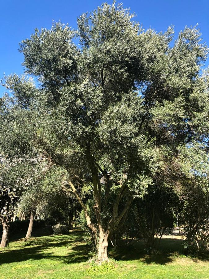 Le Nid Des Corbieres Bed & Breakfast Bizanet Eksteriør bilde